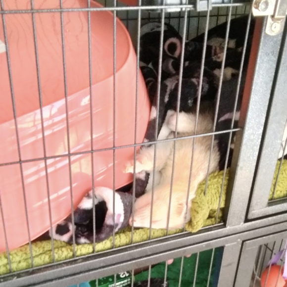 Free loves- closet rule - Picture 3 of 5